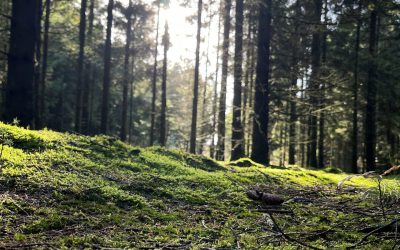 Skovbegravelse – Skoven som det sidste hvilested