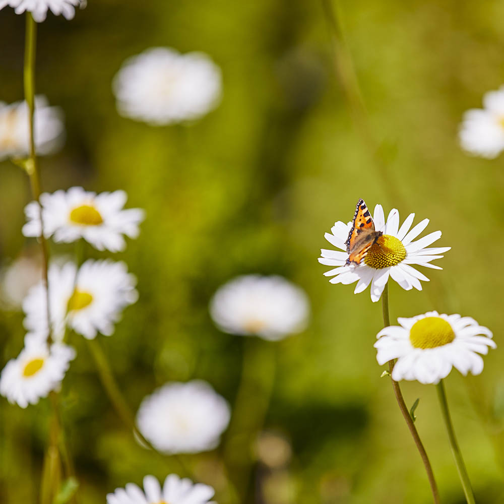 Blomster På Kirkegård I Kolding Blomster På Kirkegård I Kolding